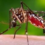 Japanese Encephalitis